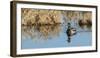 USA, Washington, Ridgefield Nwr, Mallard Drake Quacking-Rick A. Brown-Framed Photographic Print