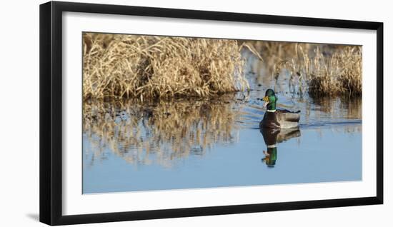 USA, Washington, Ridgefield Nwr, Mallard Drake Quacking-Rick A. Brown-Framed Photographic Print