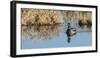 USA, Washington, Ridgefield Nwr, Mallard Drake Quacking-Rick A. Brown-Framed Photographic Print