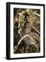 USA, Washington, Ridgefield Nwr, Wilson's Snipe (Gallinago Gallinago)-Rick A. Brown-Framed Photographic Print