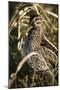 USA, Washington, Ridgefield Nwr, Wilson's Snipe (Gallinago Gallinago)-Rick A. Brown-Mounted Photographic Print