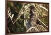 USA, Washington, Ridgefield Nwr, Wilson's Snipe (Gallinago Gallinago)-Rick A. Brown-Framed Photographic Print