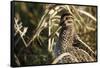 USA, Washington, Ridgefield Nwr, Wilson's Snipe (Gallinago Gallinago)-Rick A. Brown-Framed Stretched Canvas