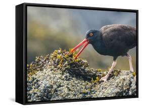 USA, Washington, San Juan Islands. Black Oystercatcher Eating Clams-Gary Luhm-Framed Stretched Canvas