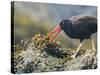 USA, Washington, San Juan Islands. Black Oystercatcher Eating Clams-Gary Luhm-Stretched Canvas