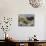 USA, Washington, San Juan Islands. Black Oystercatcher Eating Clams-Gary Luhm-Photographic Print displayed on a wall