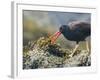 USA, Washington, San Juan Islands. Black Oystercatcher Eating Clams-Gary Luhm-Framed Photographic Print