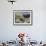 USA, Washington, San Juan Islands. Black Oystercatcher Eating Clams-Gary Luhm-Framed Photographic Print displayed on a wall