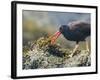 USA, Washington, San Juan Islands. Black Oystercatcher Eating Clams-Gary Luhm-Framed Photographic Print