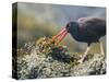 USA, Washington, San Juan Islands. Black Oystercatcher Eating Clams-Gary Luhm-Stretched Canvas