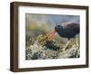 USA, Washington, San Juan Islands. Black Oystercatcher Eating Clams-Gary Luhm-Framed Photographic Print