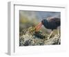 USA, Washington, San Juan Islands. Black Oystercatcher Eating Clams-Gary Luhm-Framed Photographic Print