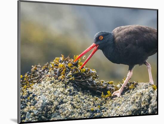 USA, Washington, San Juan Islands. Black Oystercatcher Eating Clams-Gary Luhm-Mounted Photographic Print