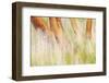 USA, Washington, San Juan Islands. Grasses and madrone trees in Yellow Island Nature Conservancy.-Jaynes Gallery-Framed Photographic Print