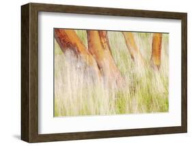 USA, Washington, San Juan Islands. Grasses and madrone trees in Yellow Island Nature Conservancy.-Jaynes Gallery-Framed Photographic Print