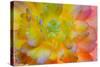 USA, Washington, Seabeck. a Back-Lit, Glowing Begonia Blossom-Jaynes Gallery-Stretched Canvas