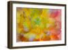 USA, Washington, Seabeck. a Back-Lit, Glowing Begonia Blossom-Jaynes Gallery-Framed Photographic Print