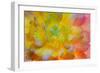 USA, Washington, Seabeck. a Back-Lit, Glowing Begonia Blossom-Jaynes Gallery-Framed Photographic Print