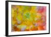 USA, Washington, Seabeck. a Back-Lit, Glowing Begonia Blossom-Jaynes Gallery-Framed Photographic Print