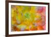 USA, Washington, Seabeck. a Back-Lit, Glowing Begonia Blossom-Jaynes Gallery-Framed Photographic Print