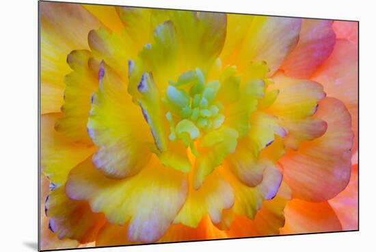 USA, Washington, Seabeck. a Back-Lit, Glowing Begonia Blossom-Jaynes Gallery-Mounted Photographic Print