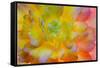 USA, Washington, Seabeck. a Back-Lit, Glowing Begonia Blossom-Jaynes Gallery-Framed Stretched Canvas