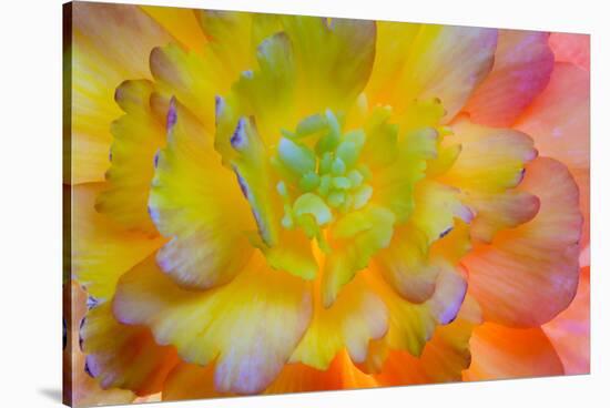 USA, Washington, Seabeck. a Back-Lit, Glowing Begonia Blossom-Jaynes Gallery-Stretched Canvas