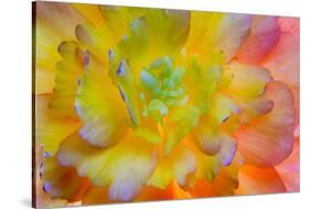 USA, Washington, Seabeck. a Back-Lit, Glowing Begonia Blossom-Jaynes Gallery-Stretched Canvas