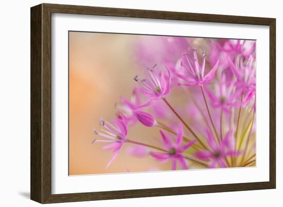 USA, Washington, Seabeck. Close-up of allium blossoms.-Jaynes Gallery-Framed Photographic Print