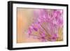 USA, Washington, Seabeck. Close-up of allium blossoms.-Jaynes Gallery-Framed Photographic Print