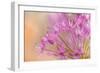 USA, Washington, Seabeck. Close-up of allium blossoms.-Jaynes Gallery-Framed Photographic Print