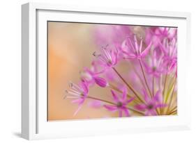 USA, Washington, Seabeck. Close-up of allium blossoms.-Jaynes Gallery-Framed Photographic Print