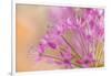 USA, Washington, Seabeck. Close-up of allium blossoms.-Jaynes Gallery-Framed Photographic Print