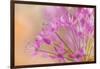 USA, Washington, Seabeck. Close-up of allium blossoms.-Jaynes Gallery-Framed Photographic Print