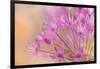 USA, Washington, Seabeck. Close-up of allium blossoms.-Jaynes Gallery-Framed Photographic Print