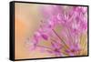 USA, Washington, Seabeck. Close-up of allium blossoms.-Jaynes Gallery-Framed Stretched Canvas