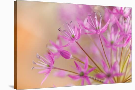 USA, Washington, Seabeck. Close-up of allium blossoms.-Jaynes Gallery-Stretched Canvas