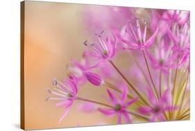 USA, Washington, Seabeck. Close-up of allium blossoms.-Jaynes Gallery-Stretched Canvas
