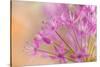 USA, Washington, Seabeck. Close-up of allium blossoms.-Jaynes Gallery-Stretched Canvas