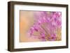 USA, Washington, Seabeck. Close-up of allium blossoms.-Jaynes Gallery-Framed Photographic Print