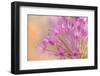 USA, Washington, Seabeck. Close-up of allium blossoms.-Jaynes Gallery-Framed Photographic Print