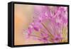 USA, Washington, Seabeck. Close-up of allium blossoms.-Jaynes Gallery-Framed Stretched Canvas