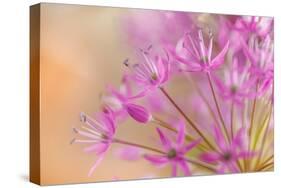 USA, Washington, Seabeck. Close-up of allium blossoms.-Jaynes Gallery-Stretched Canvas