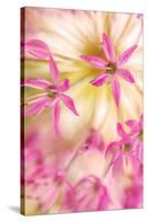 USA, Washington, Seabeck. Close-up of allium blossoms.-Jaynes Gallery-Stretched Canvas