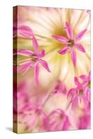 USA, Washington, Seabeck. Close-up of allium blossoms.-Jaynes Gallery-Stretched Canvas