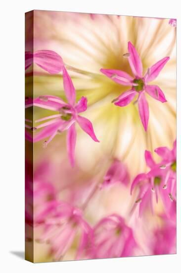 USA, Washington, Seabeck. Close-up of allium blossoms.-Jaynes Gallery-Stretched Canvas