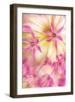 USA, Washington, Seabeck. Close-up of allium blossoms.-Jaynes Gallery-Framed Photographic Print