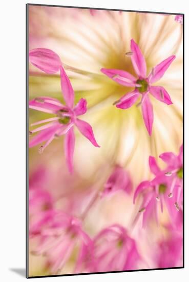 USA, Washington, Seabeck. Close-up of allium blossoms.-Jaynes Gallery-Mounted Photographic Print