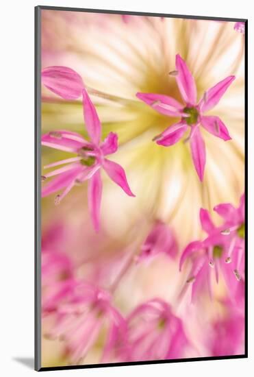 USA, Washington, Seabeck. Close-up of allium blossoms.-Jaynes Gallery-Mounted Photographic Print