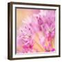 USA, Washington, Seabeck. Close-up of allium blossoms.-Jaynes Gallery-Framed Photographic Print